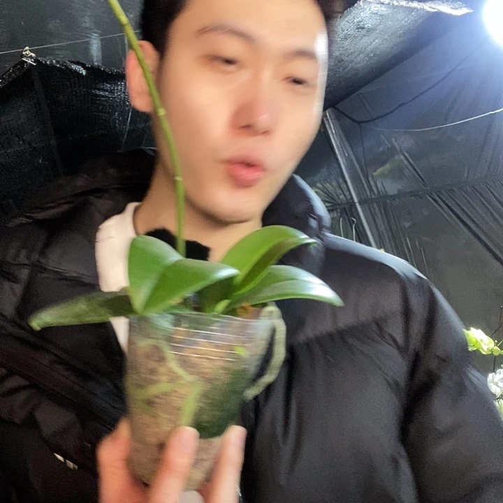 无花朵欧品大蓝蝴蝶兰