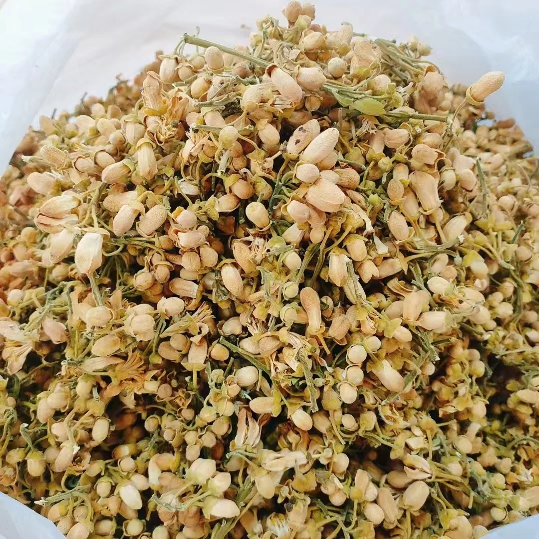 2024化橘红花，橘红花蕾，剪枝花蕾