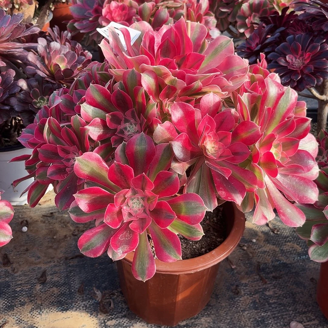 多肉植物粉女巫051多肉