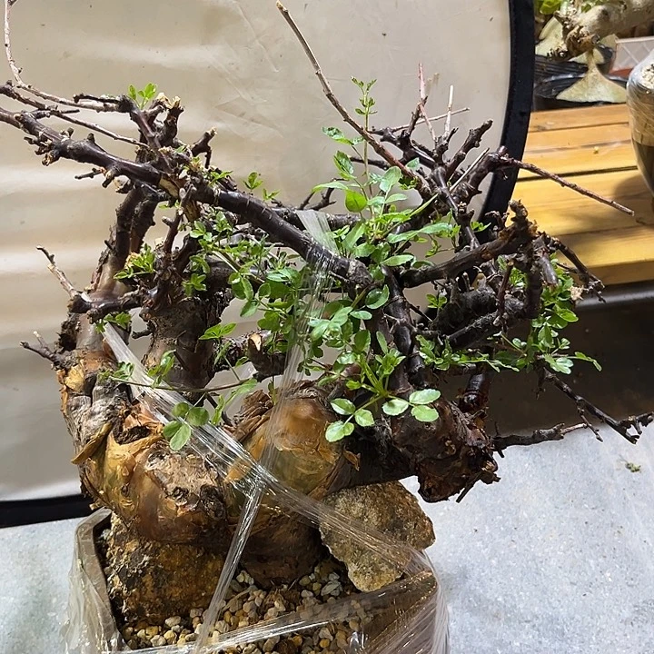 汤圆植物勃然恩斯橄榄