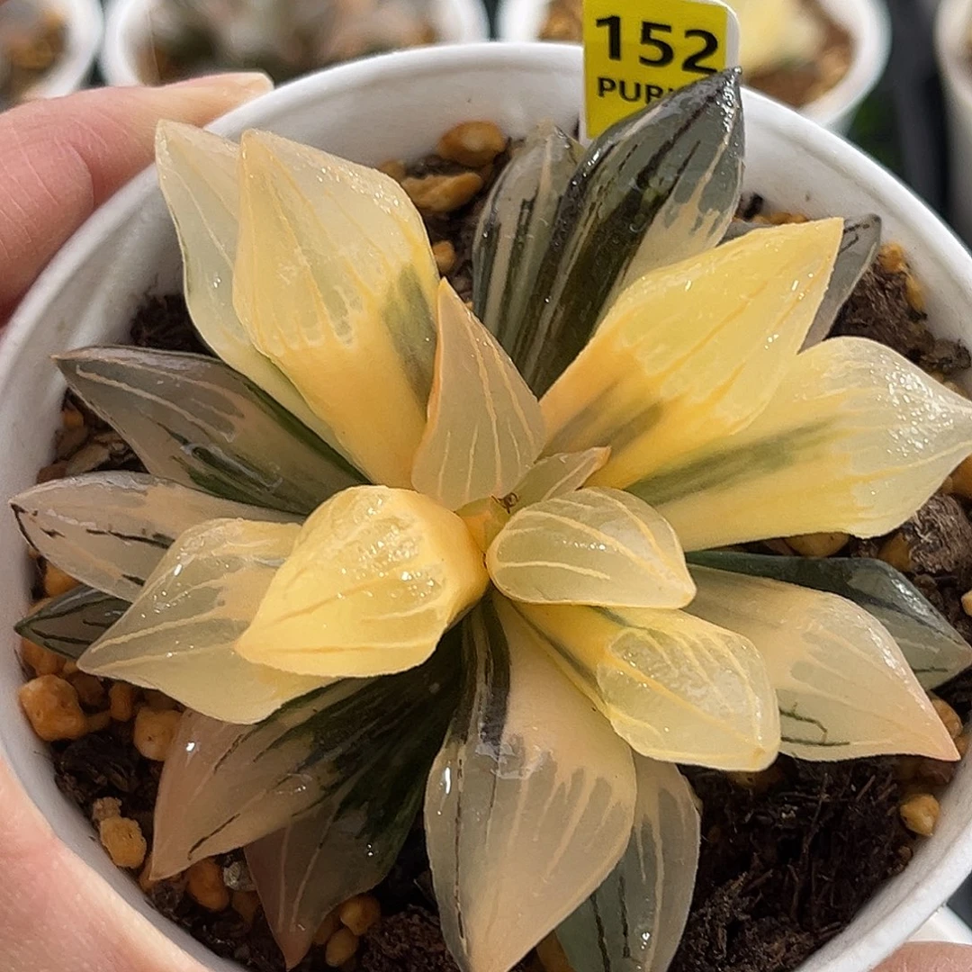 152糊斑西瓜寿锦福利