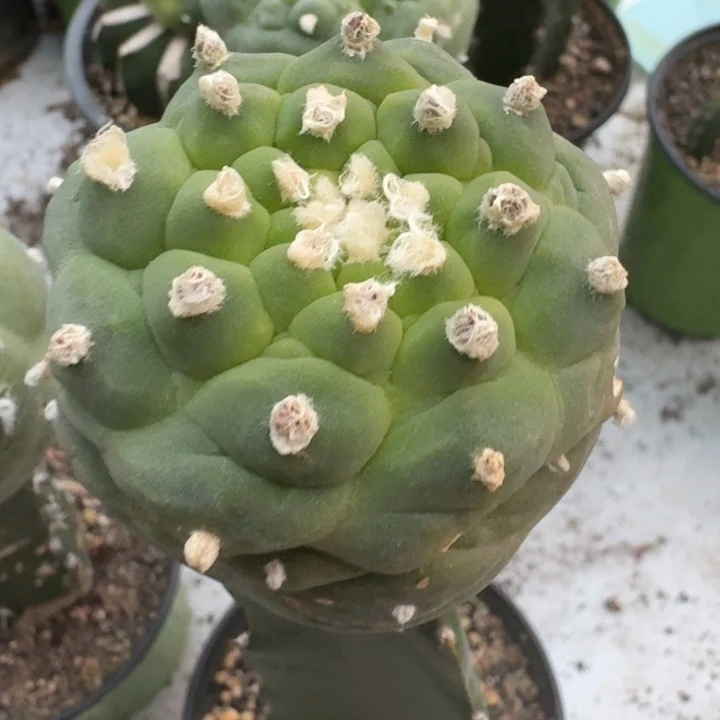 苗接仙人球捡漏262