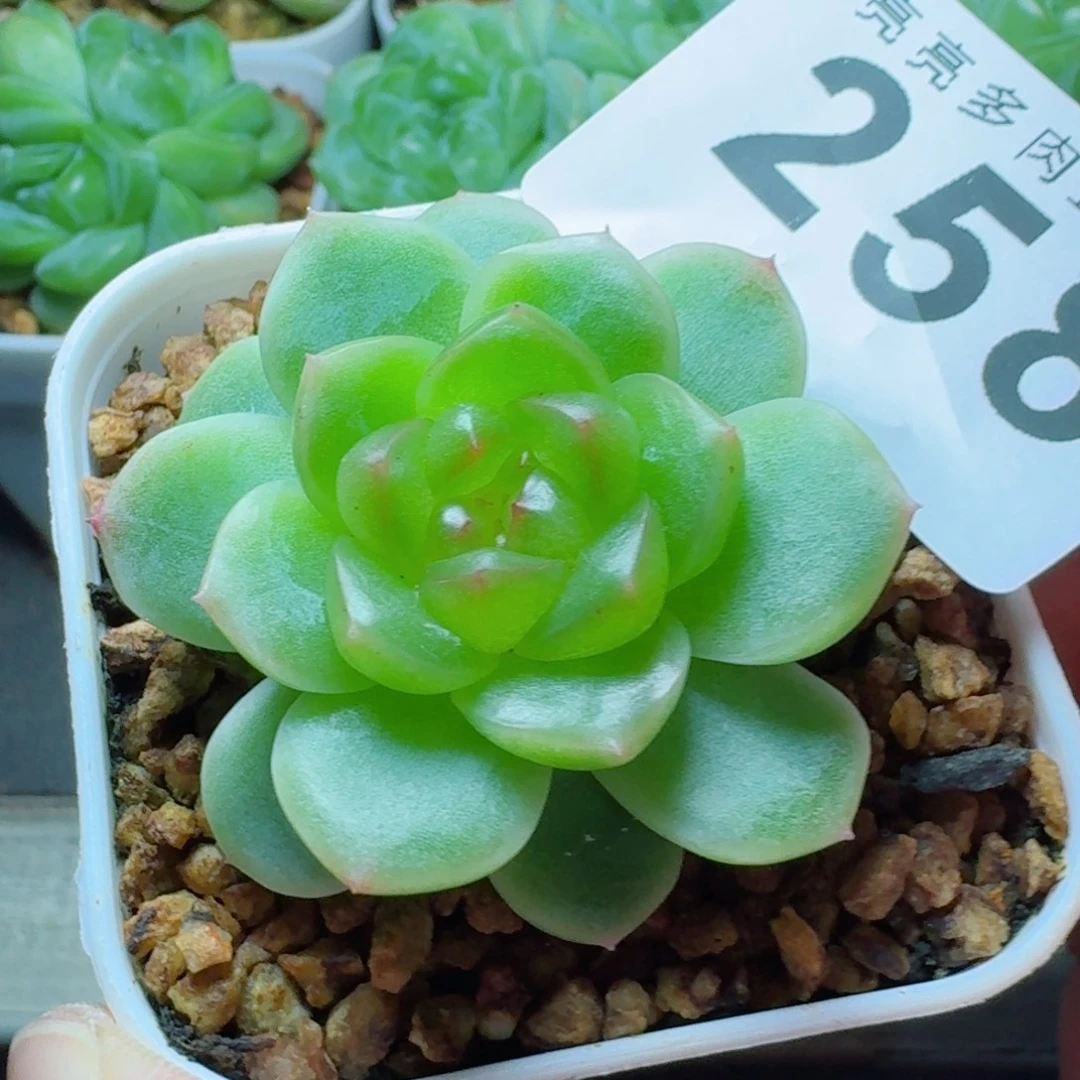 绿体珍妮            精美多肉植物