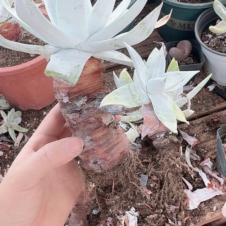 闲***）多肉植物一物一拍