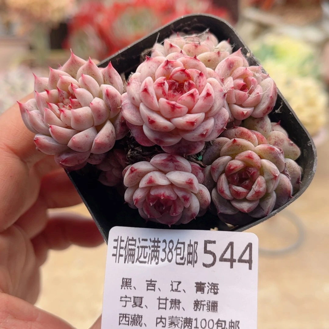 544天鹅绒不包整桩德华多肉