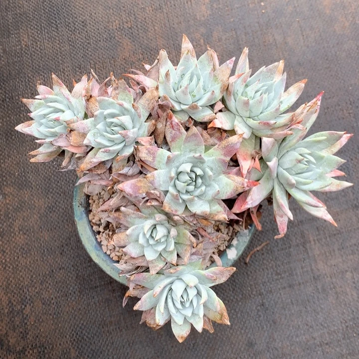 雪奴，多肉植物啦啦啦啦啦