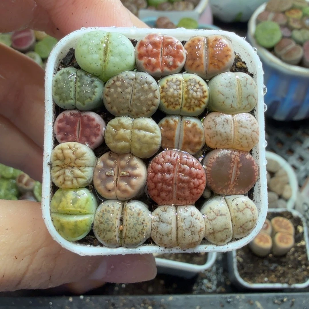 雲***輕多肉植物的生长发育和生长922