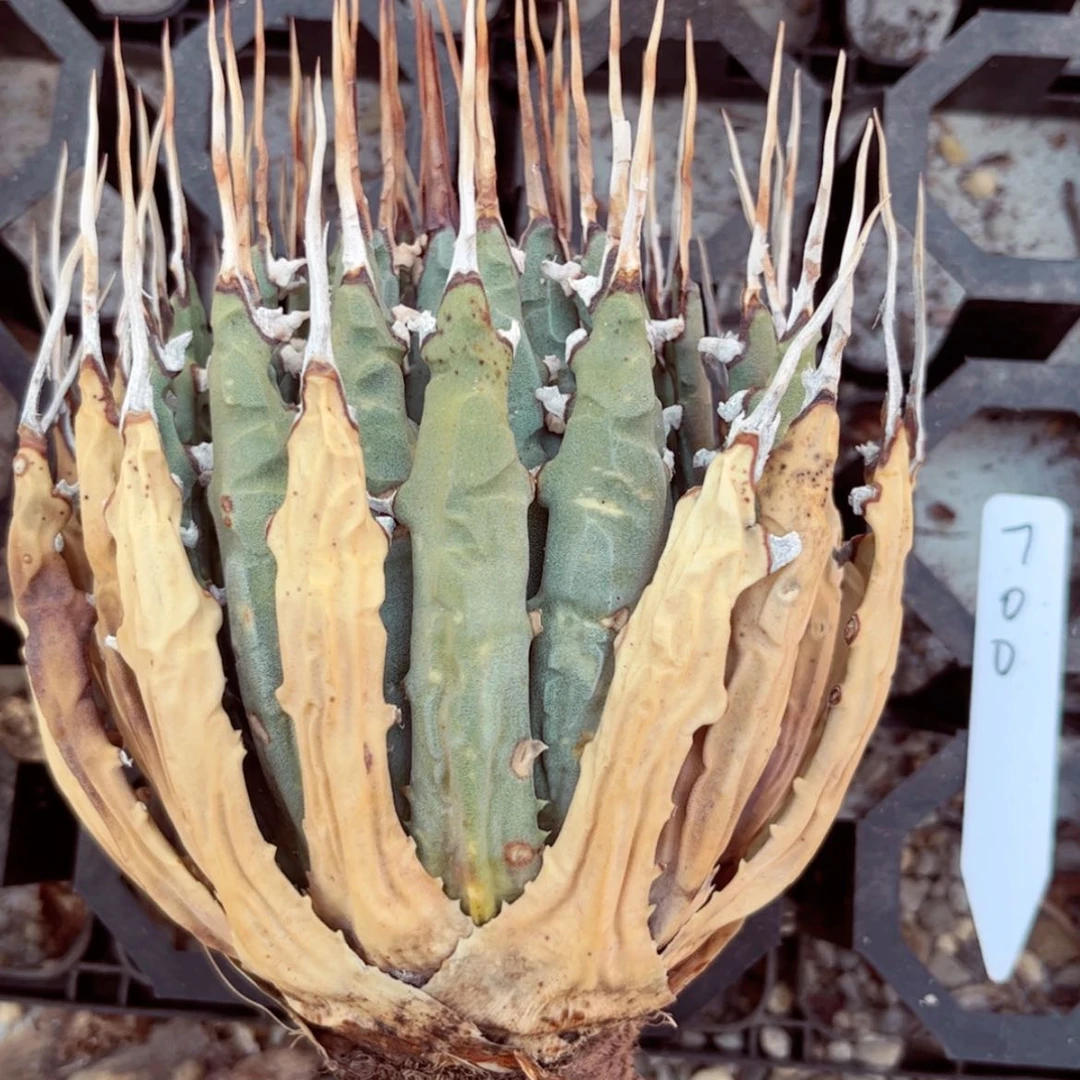 【闪购商品】妖妖折后价