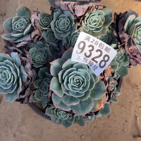玉蝶多肉植物法师9328