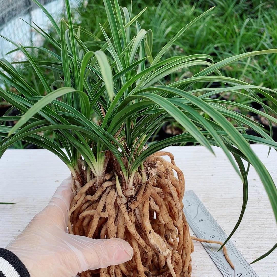 绿***草完全开放兰花兰花