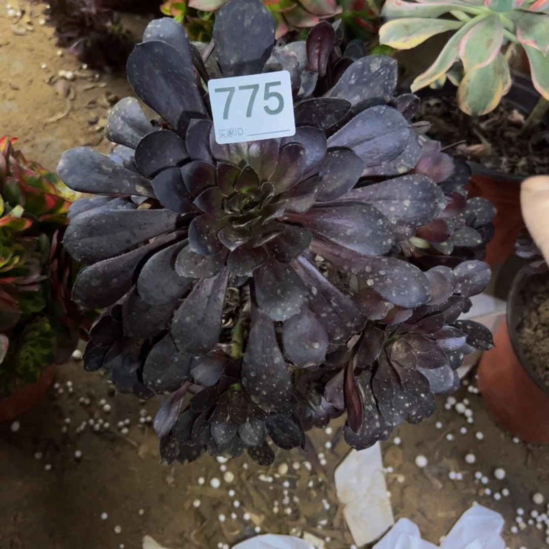 775黑法多肉植物