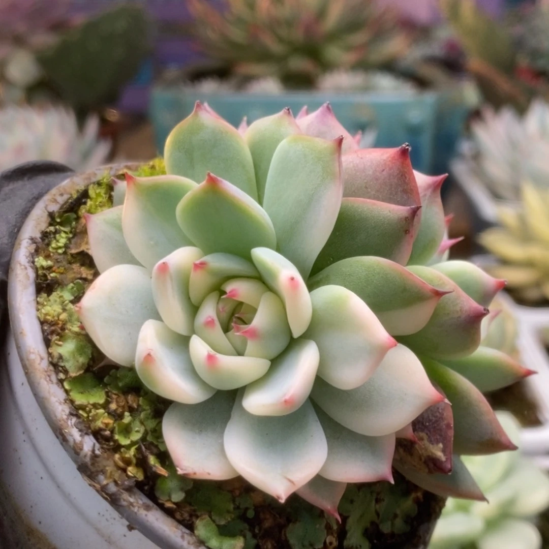 037锦锦锦锦锦锦锦