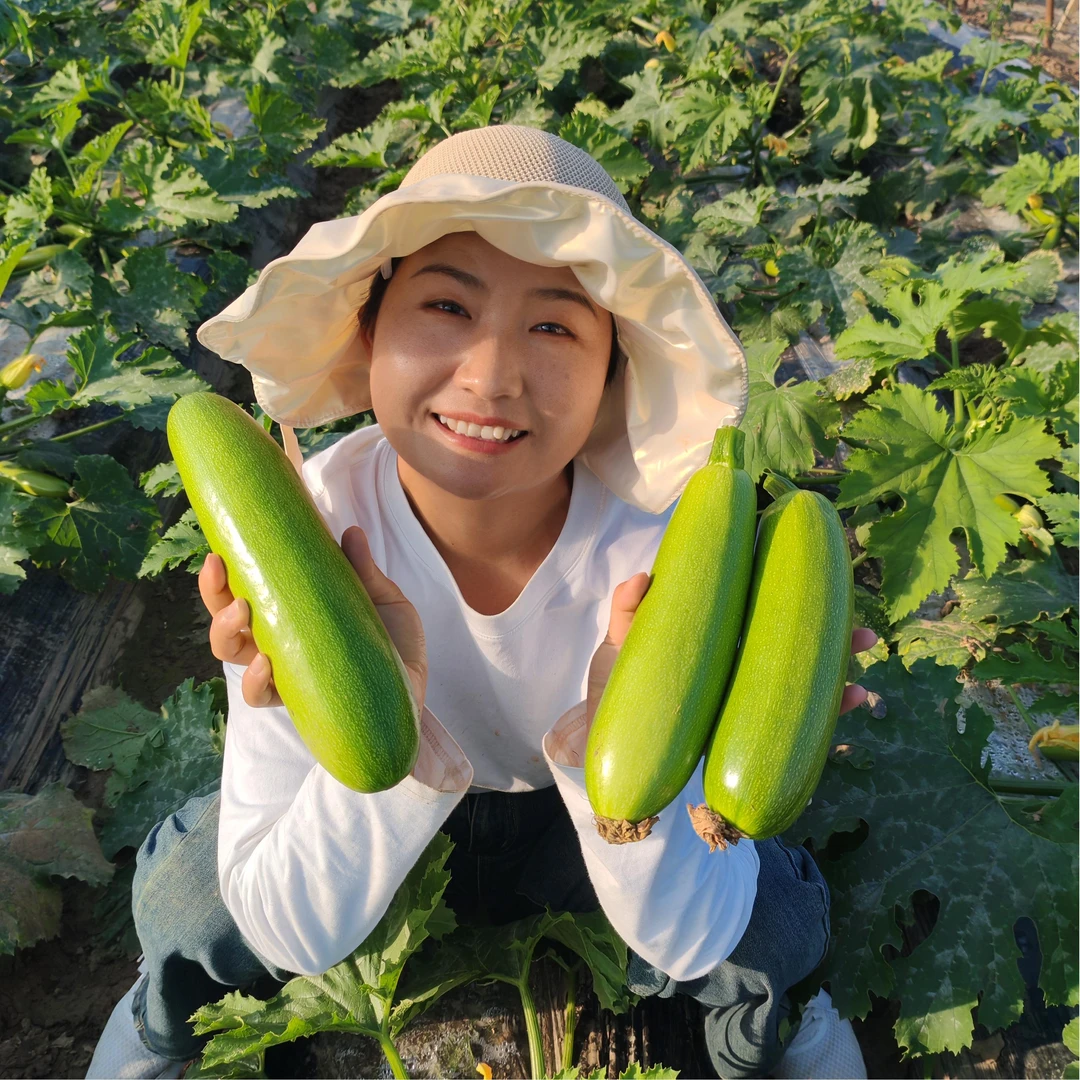新鲜笋瓜现摘鲜嫩西葫芦清甜农家自种西葫芦当季新鲜蔬菜现摘整箱