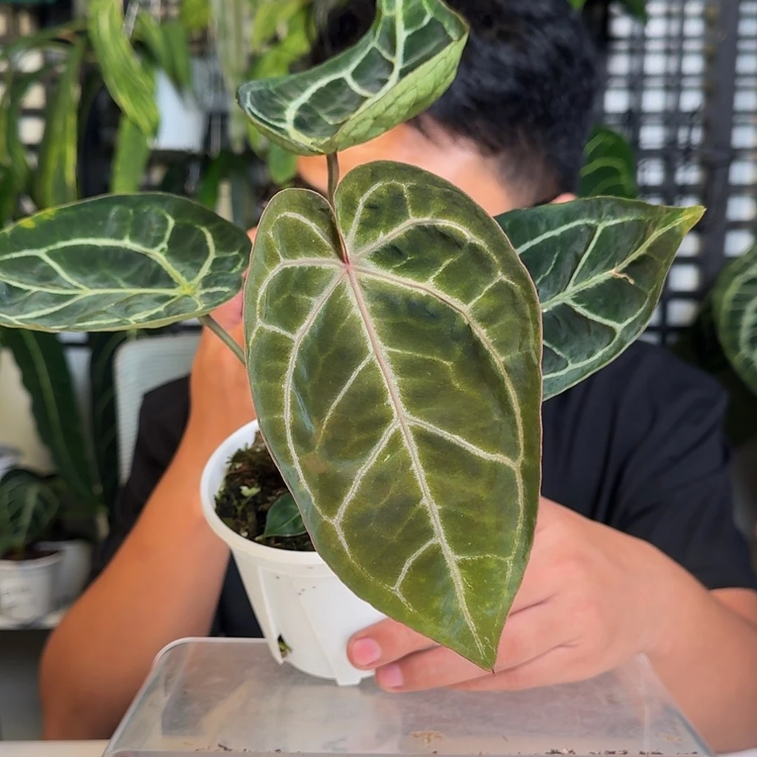 无花朵E****e一物一拍V196