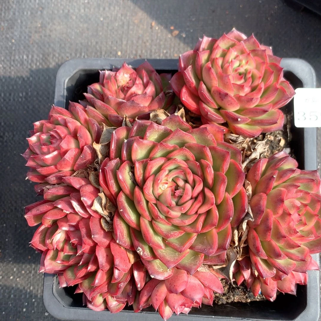 3596杂交多肉植物