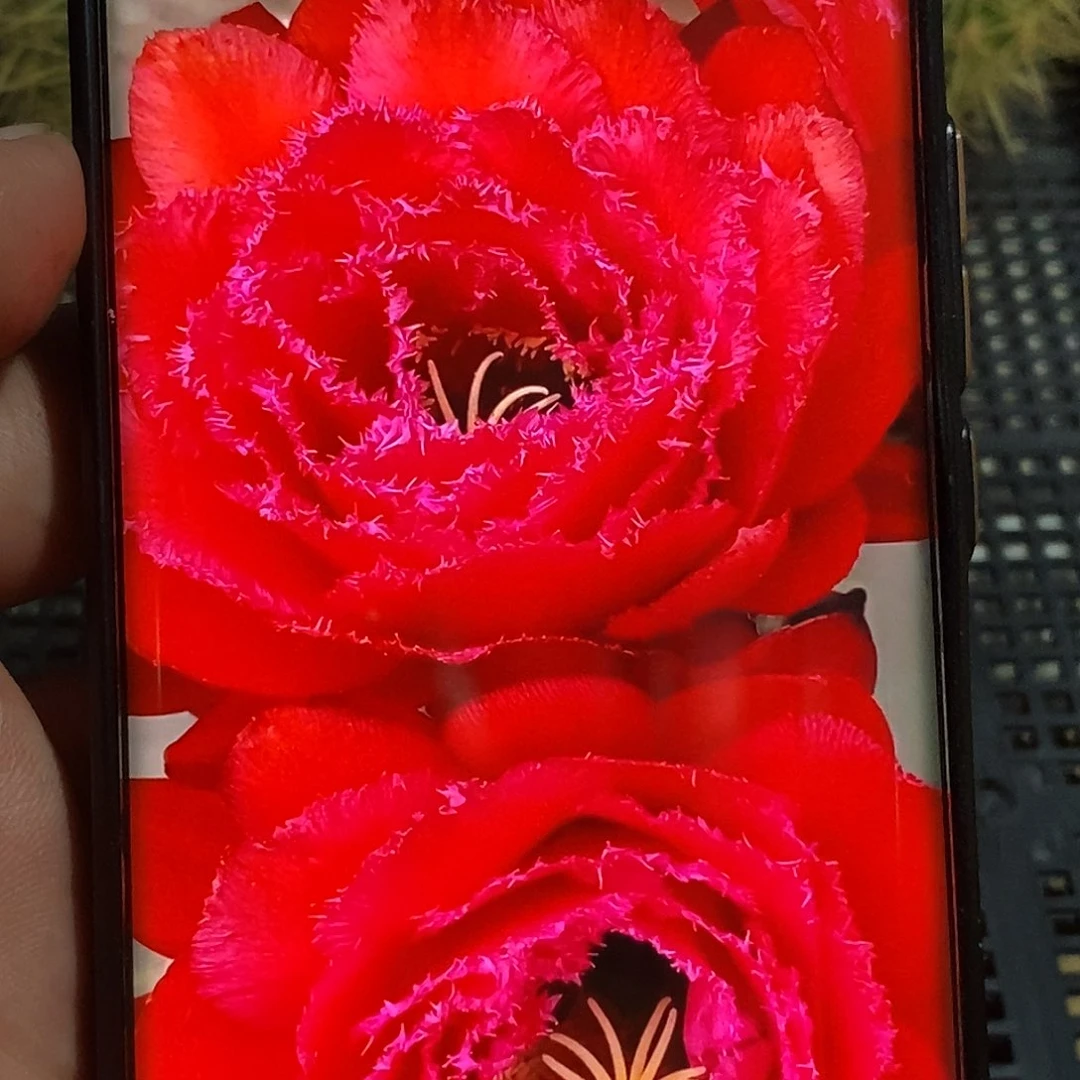 毛 苹果侧芽 歪 20包邮5公分
