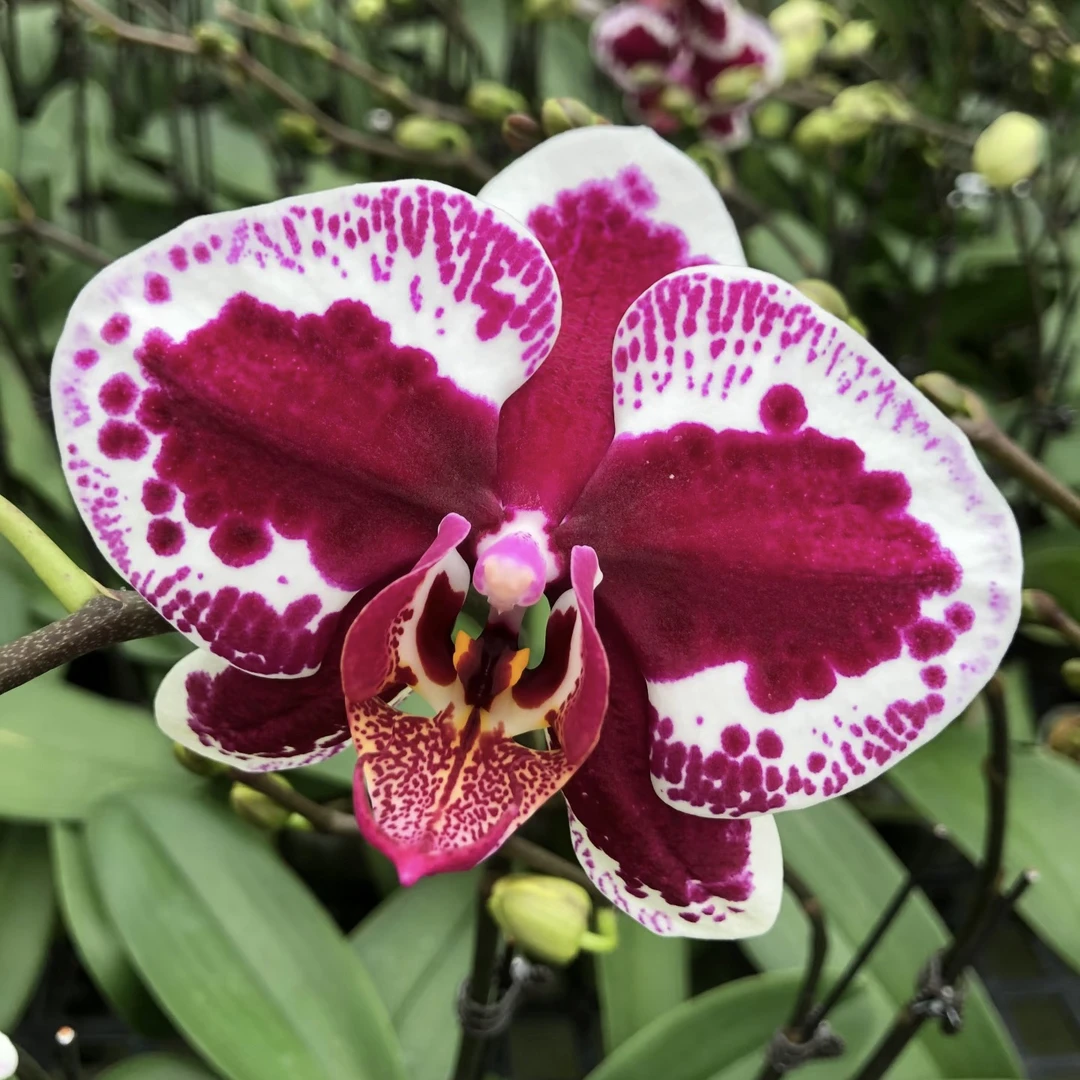 蝴蝶兰盆栽大苗带花剑室内好养活四季开花植物