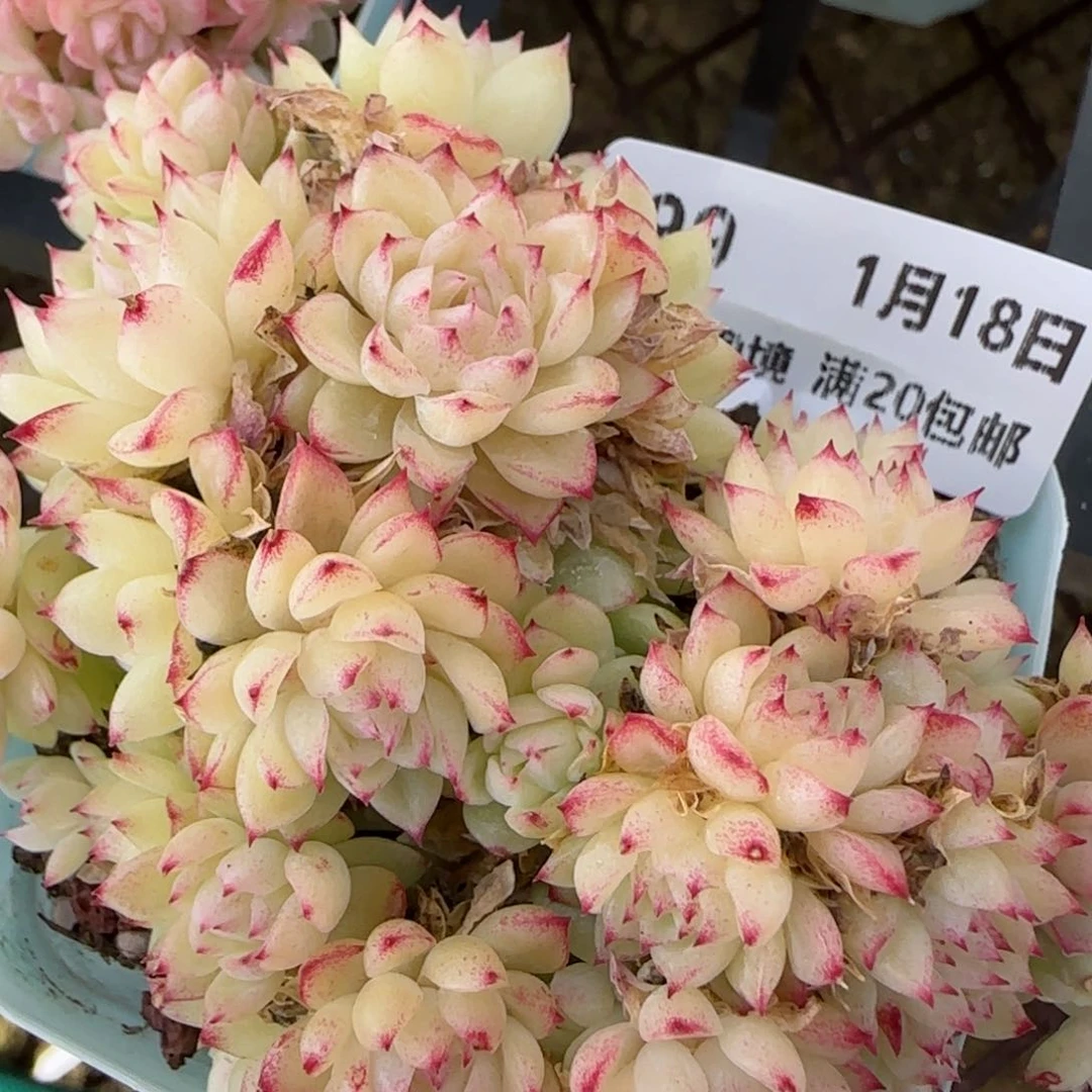 花语逸镜0118-99小雏菊