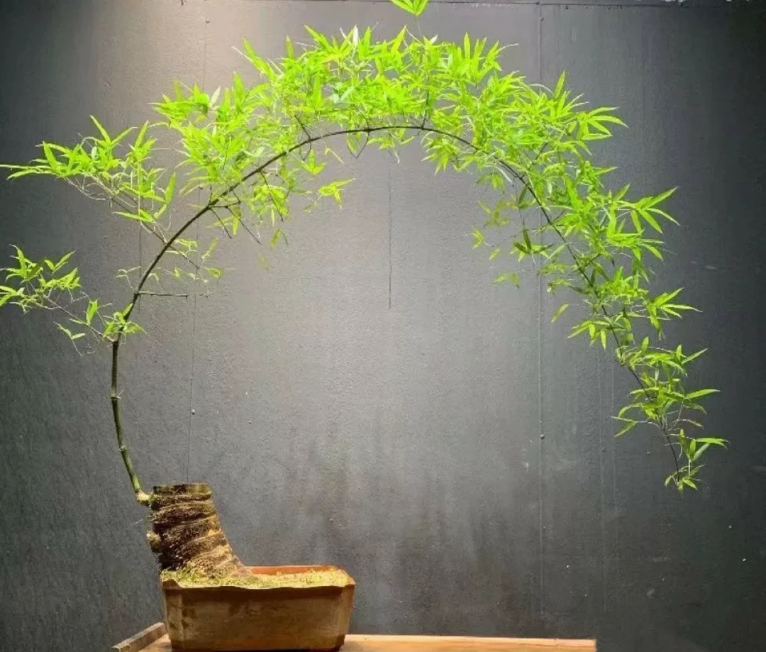 小叶勒竹精品小桩一物一拍