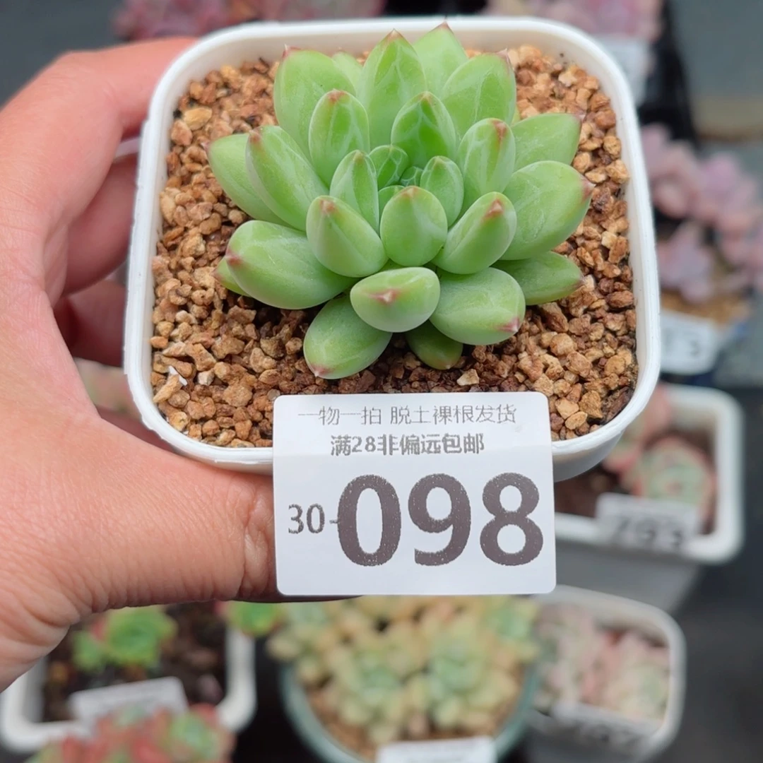 胖体青花瓷无盆土发货