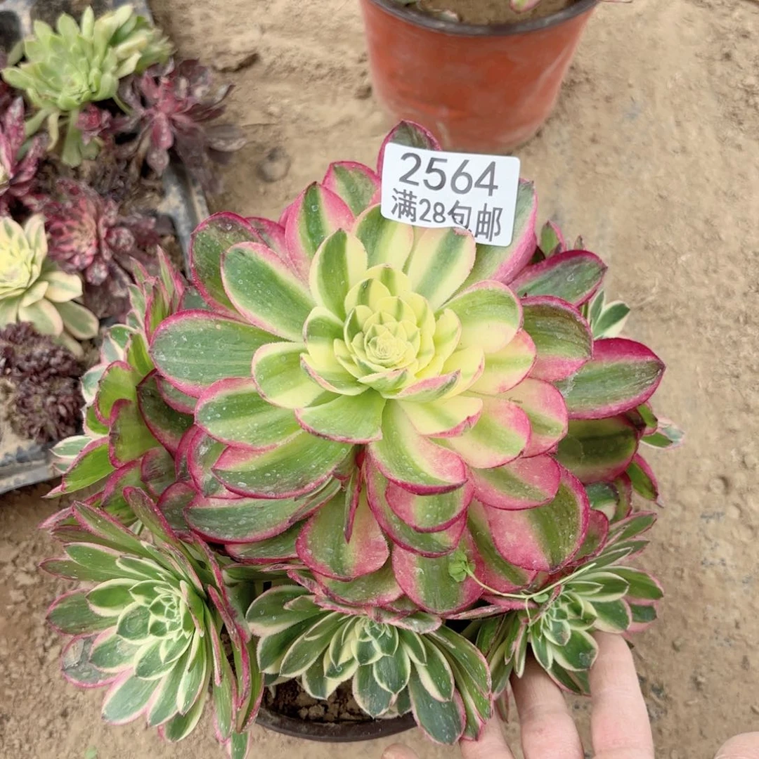 T. 2564海王多肉11111