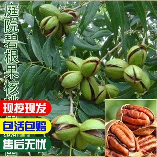 核桃树苗美国碧根果树嫁接苗长寿果当年结果南方北方种植盆栽苗