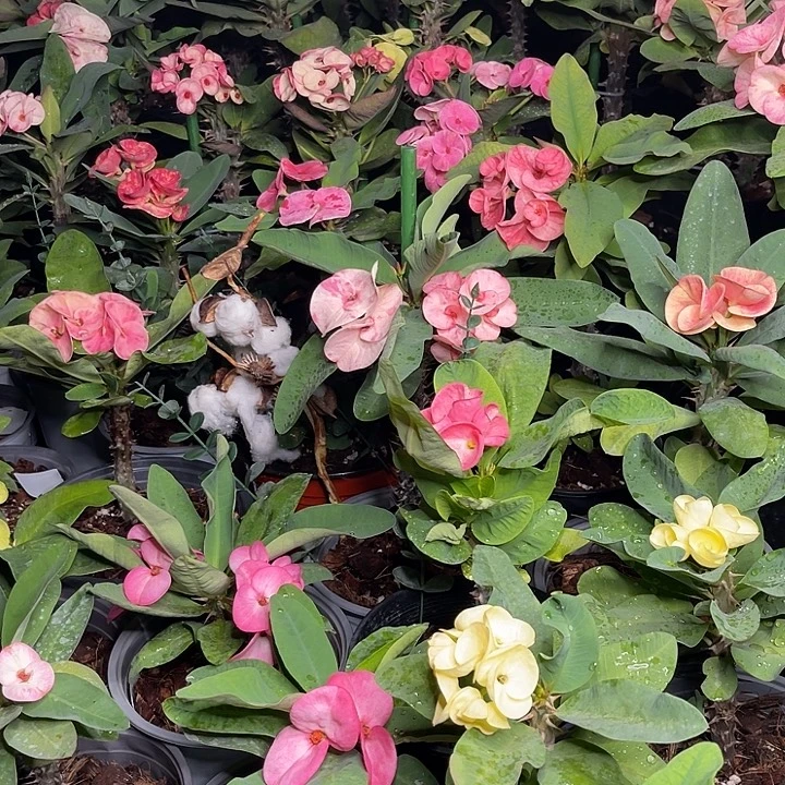 淤***芋虎刺梅枝条-甜蜜的罗希