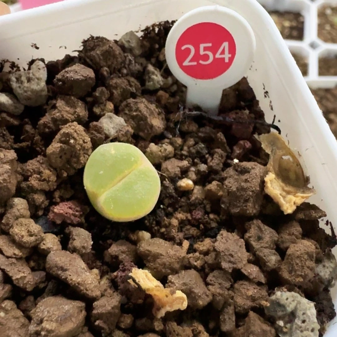 小**难多肉植物多肉植物254