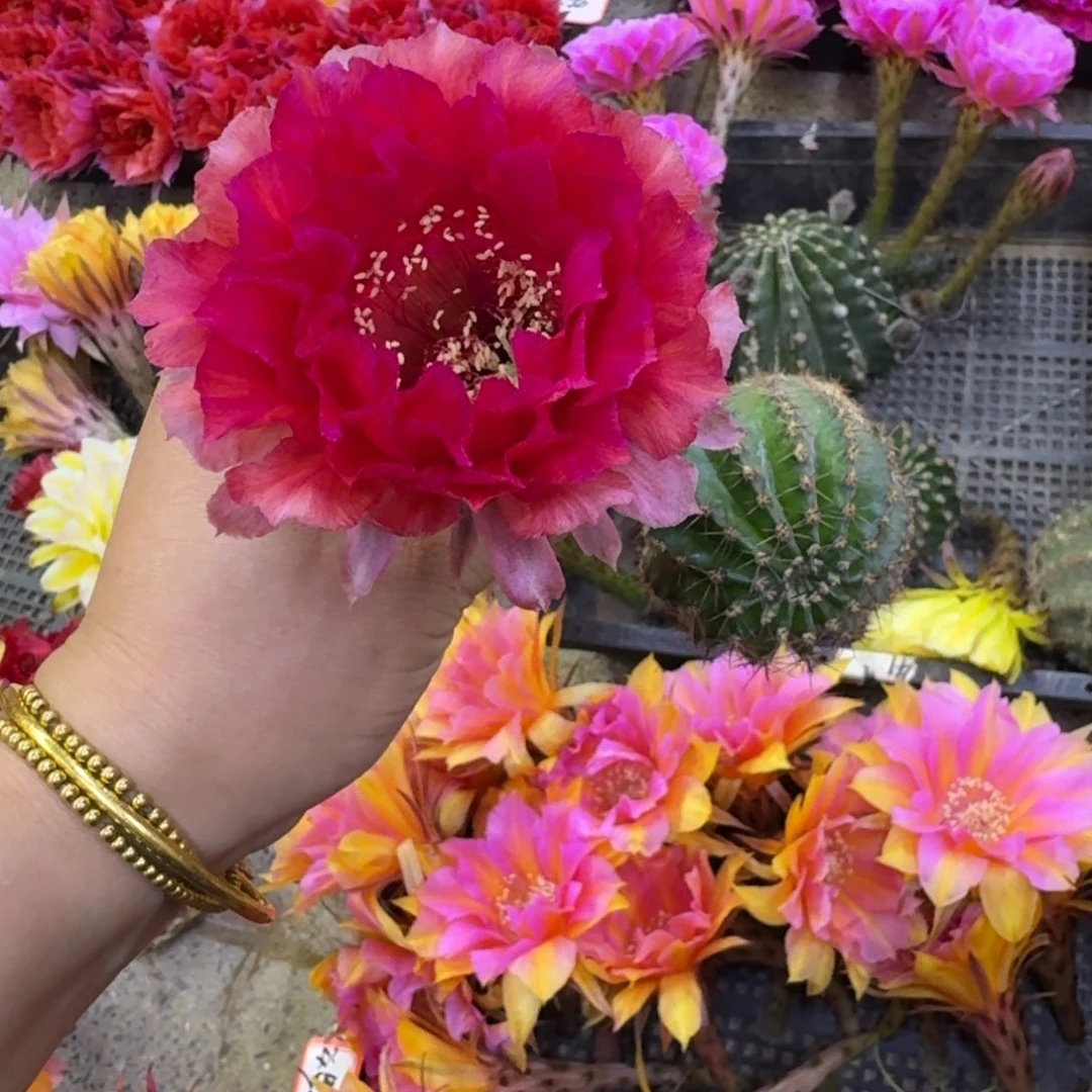 330彩草回忆歪无根侧牙4公分左右，20包邮