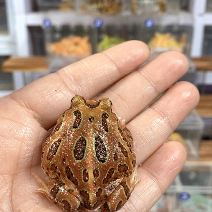 *****角蛙430号微瑕疵原色角蛙