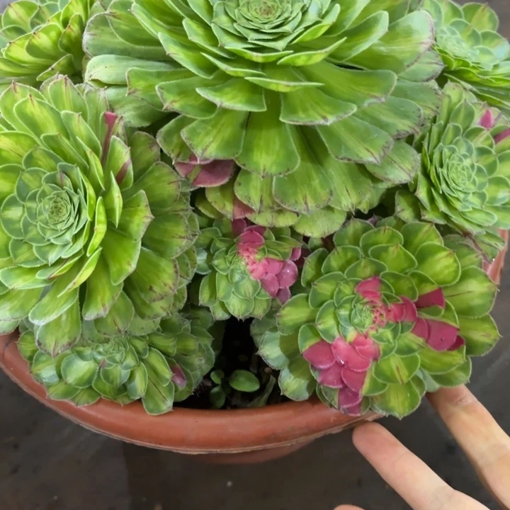 哈哈多肉植物知否668