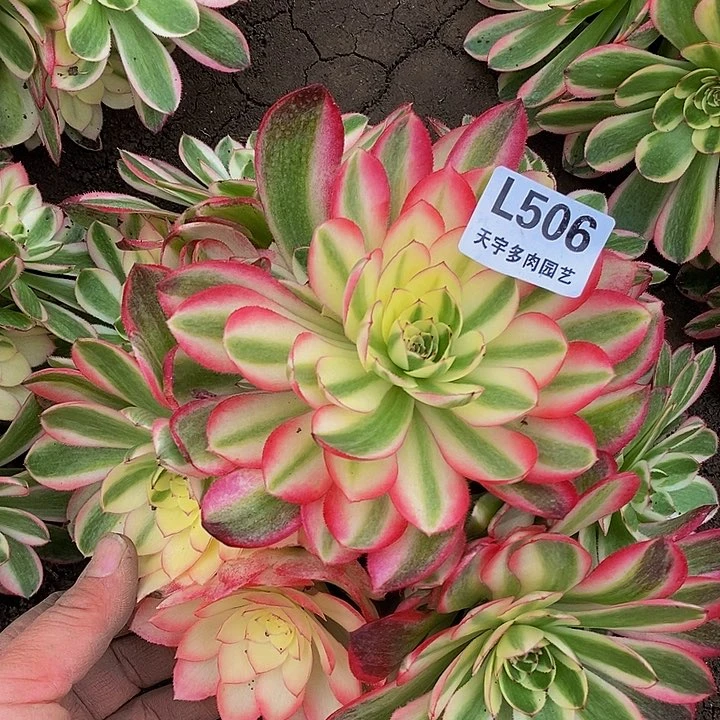 多肉荔枝506多肉
