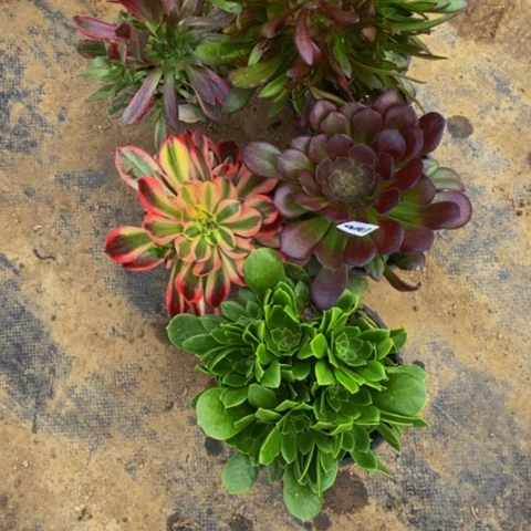 五颗嫩桩多肉141多肉不包断