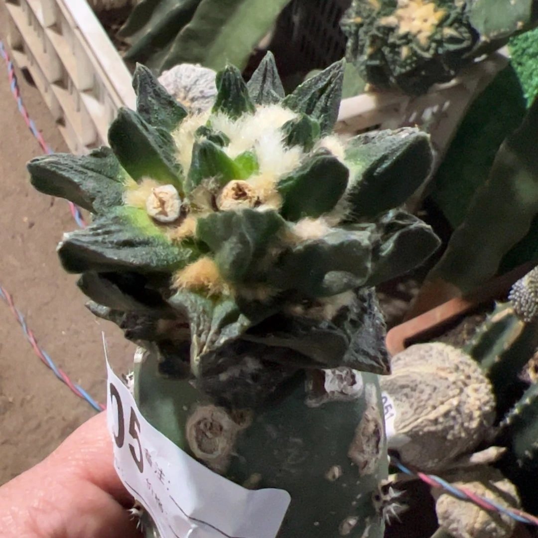 龙角牡丹仙人球705