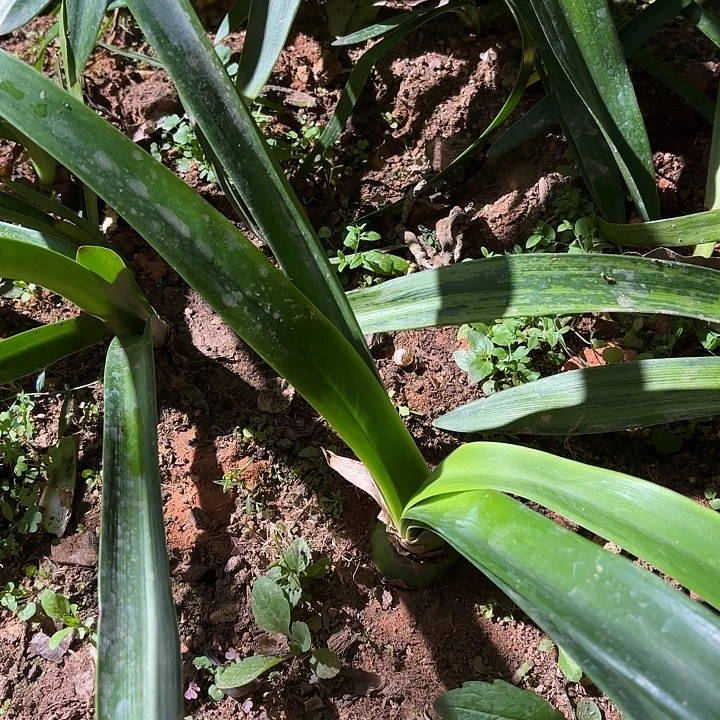 无花朵朱顶红幻影4+