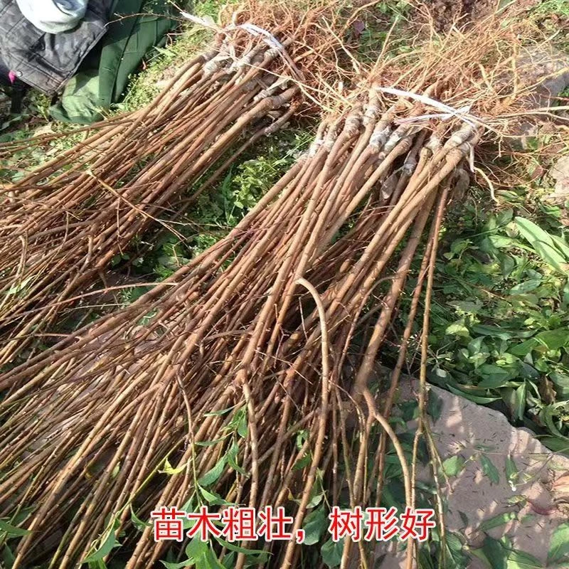 特大早熟蜂糖果树苗南北方种植耐热好养