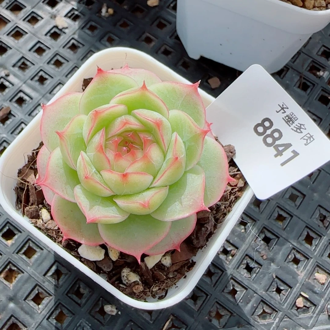 薄荷，8841多肉植物