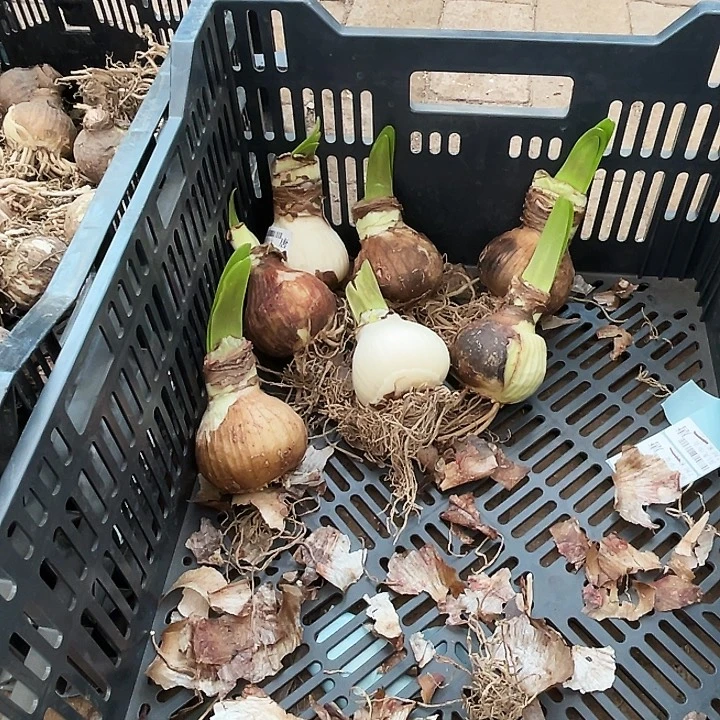 直播间那框阳光少女7厘米左右开花球一个