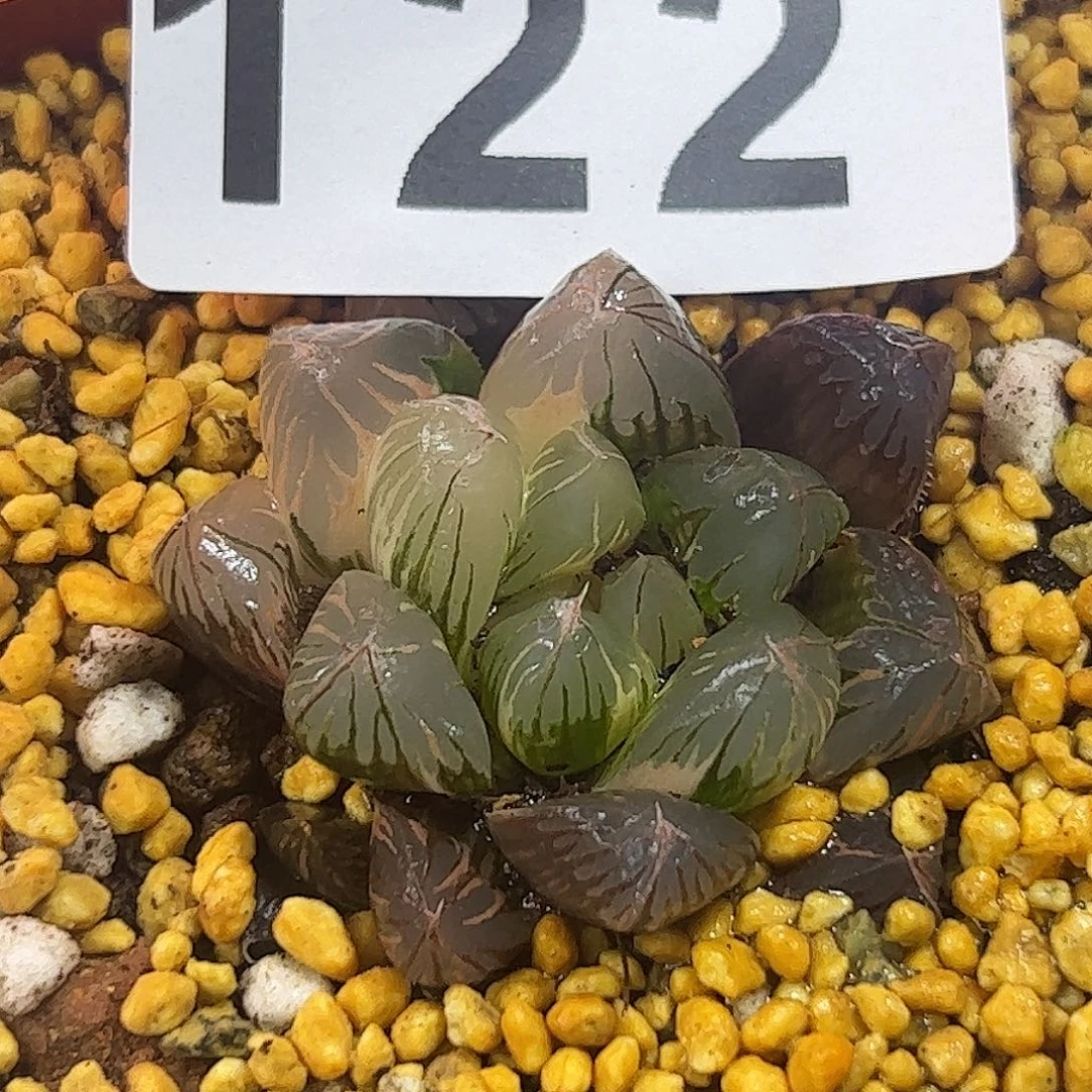 北极之恋锦十二卷多肉