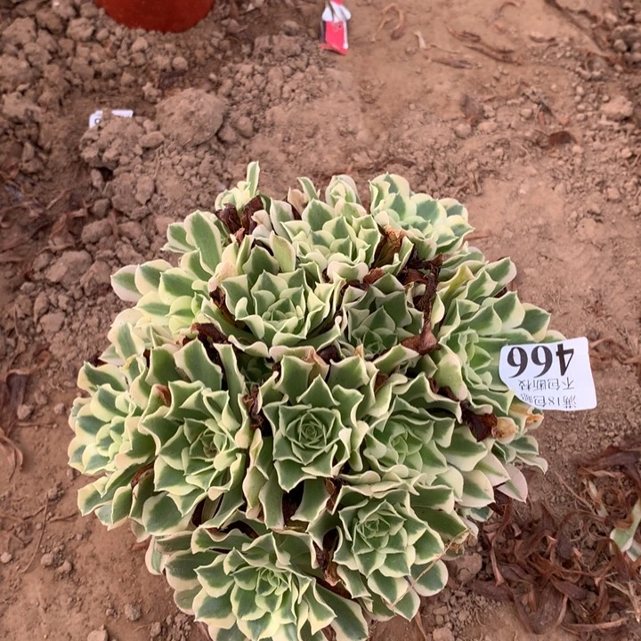 466白凤绣球4号棚
