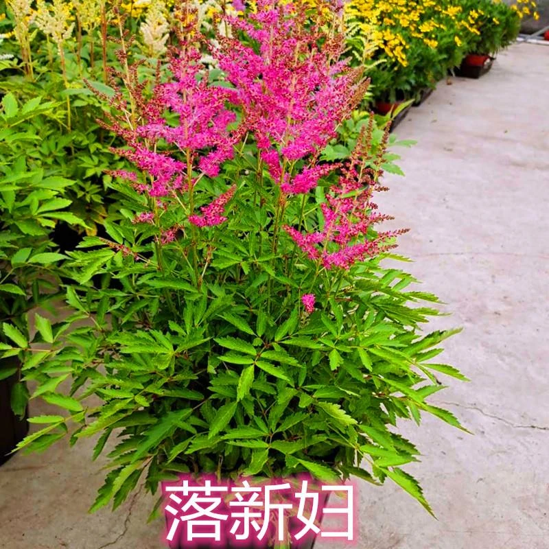 进口花苗落新妇盆栽成品带花多年生阳台庭院花卉耐阴好养花期久