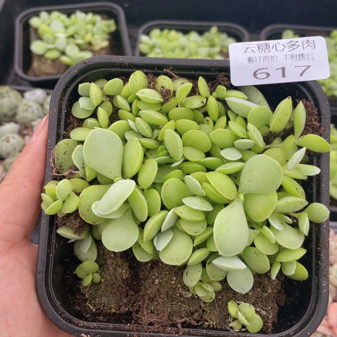云糖心多肉植物617
