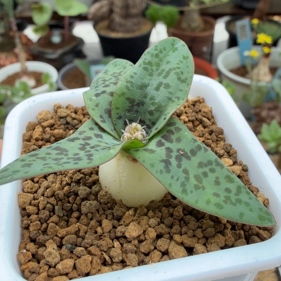 秀丽立金花317 仙人球