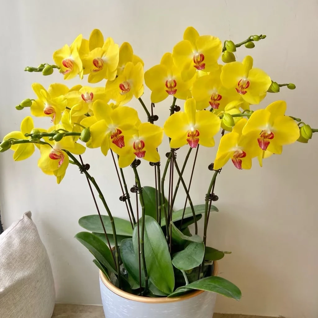 大黄蜂蝴蝶兰带花苞直播间专属链接