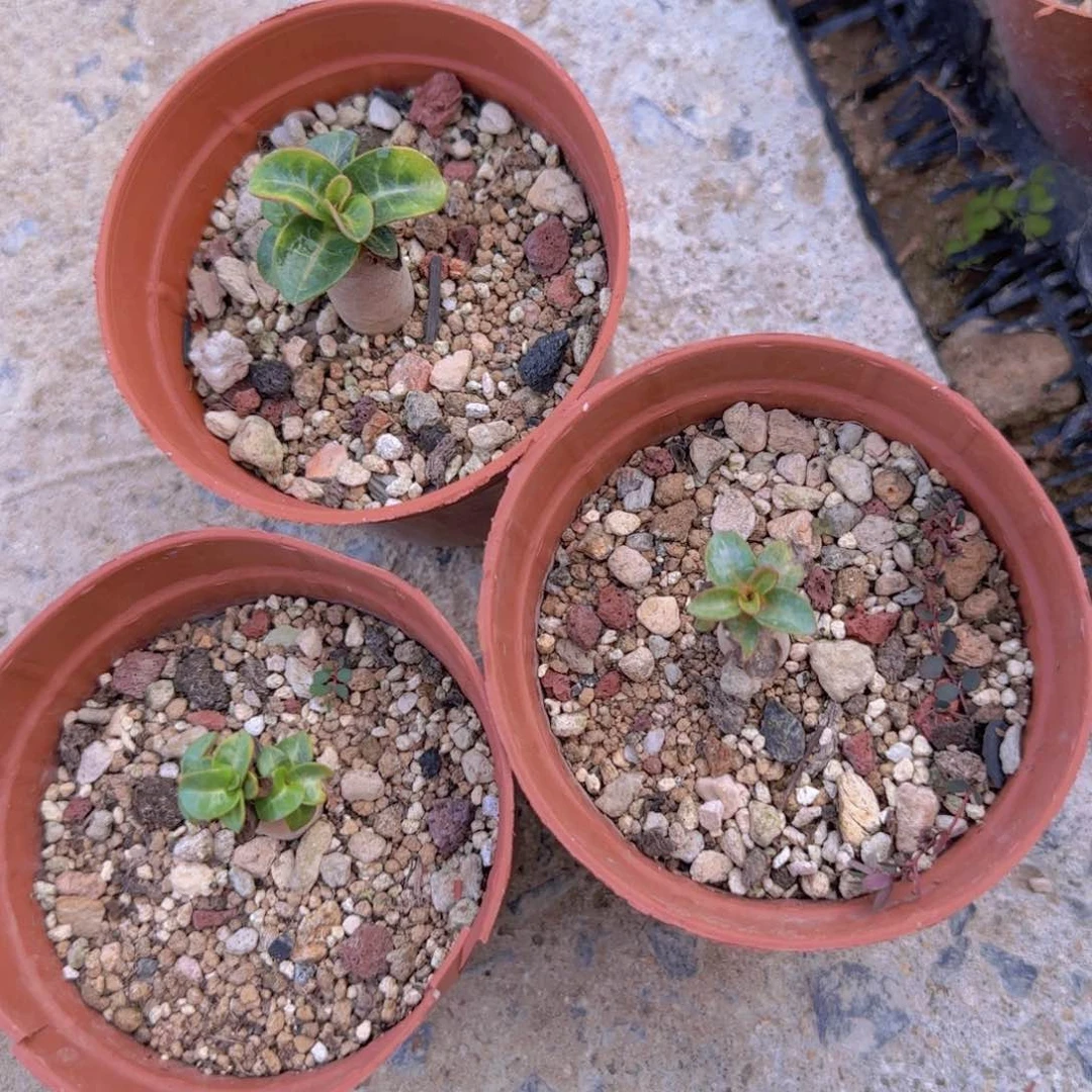 块根植物块根植物