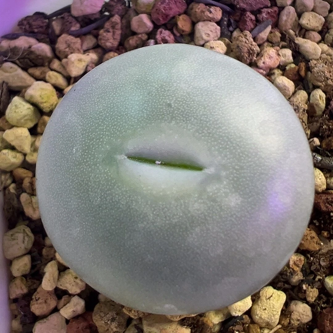 大G 大G 肉锥植物