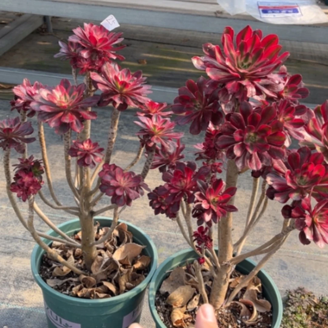 【闪购商品】25香奈儿多肉法师