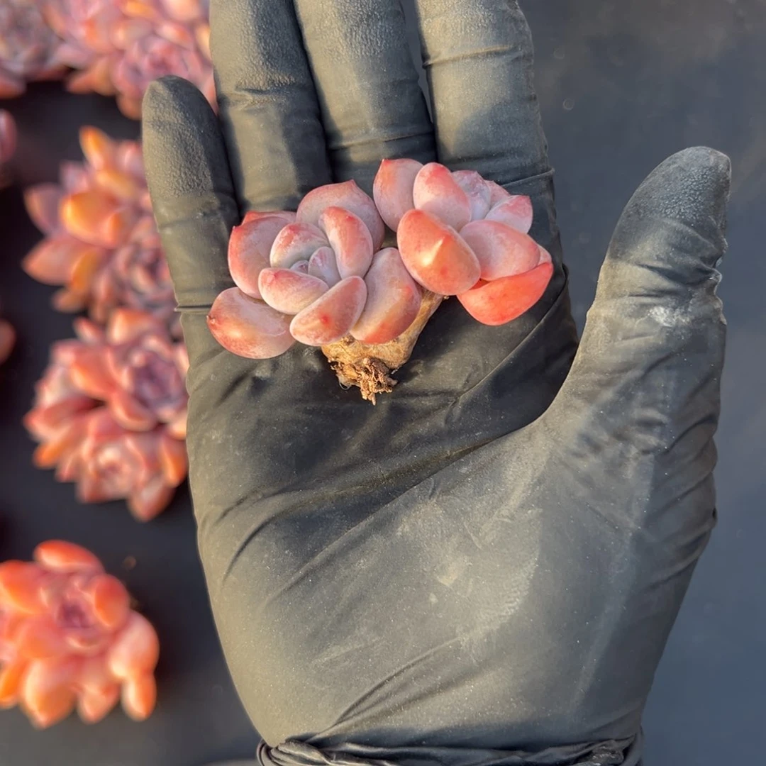 好**朵双头紫梦露00000000