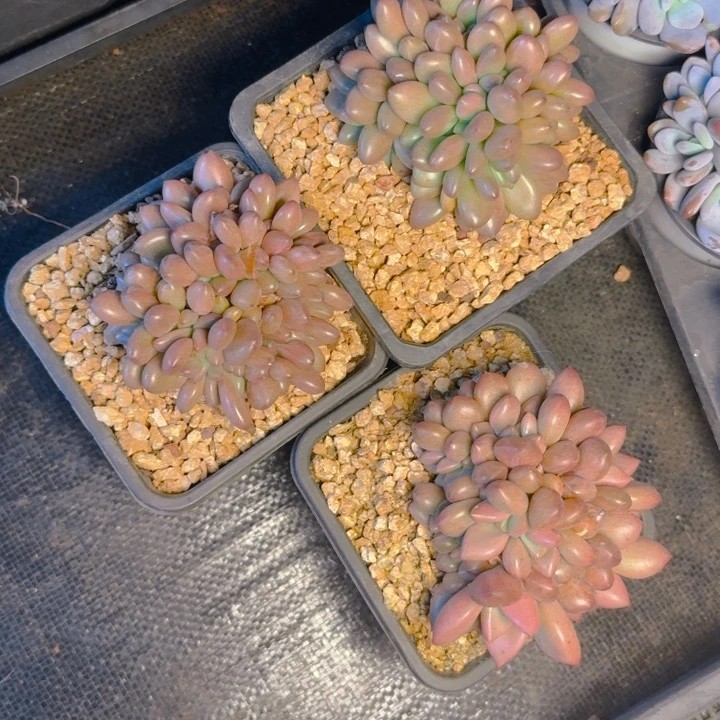桃花源福利11111111111111
