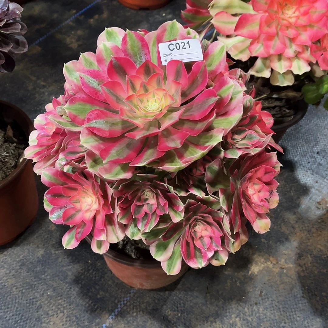 完全开放多肉植物021粉女巫